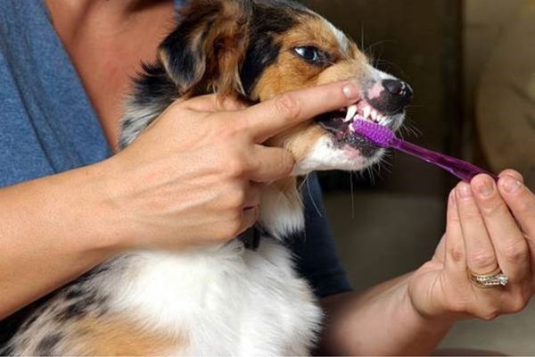 Brushing Your Pet's Teeth