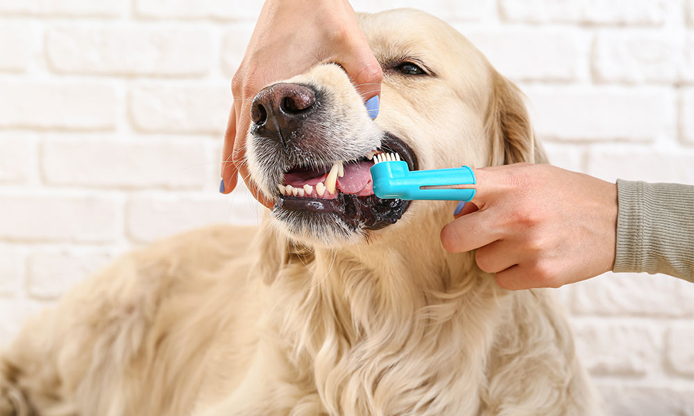 Dental Hygiene in Pets