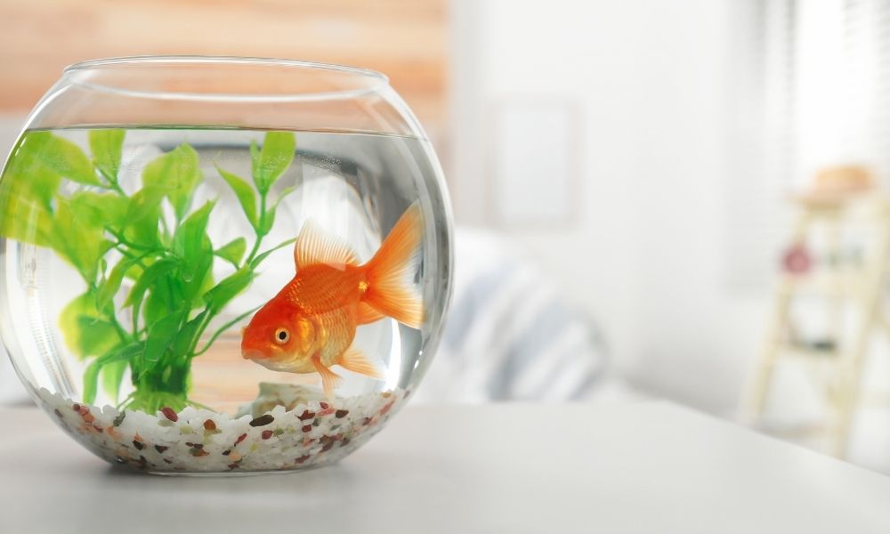 Water Parameters for Your Aquatic Pets