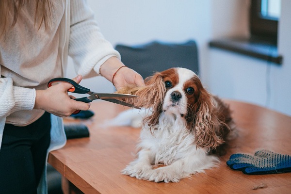 Keep Your Pet Clean and Groomed