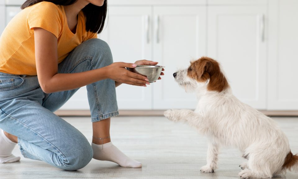 Managing Pet Allergies