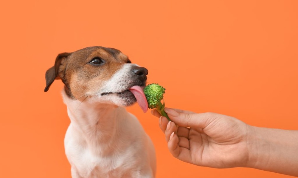 Nutrition in Pet Care