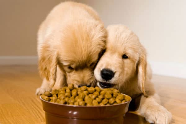 Understanding Pet Food Labels