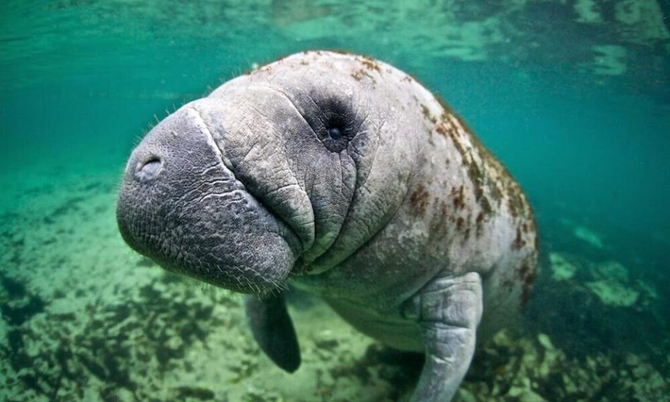 Aquatic Mammals