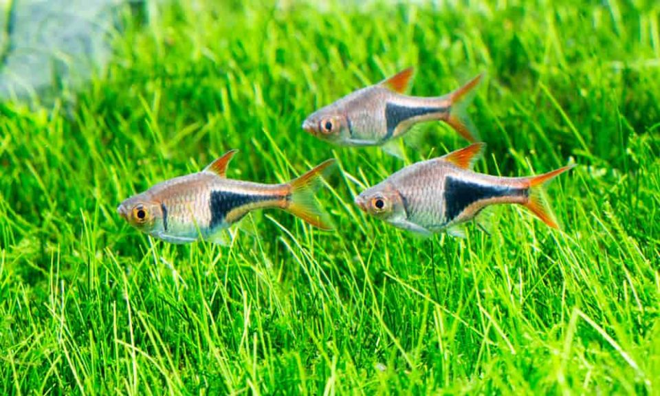 Choosing for Aquatic Pets