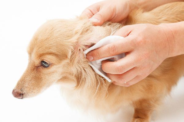 Natural Remedies for Pets