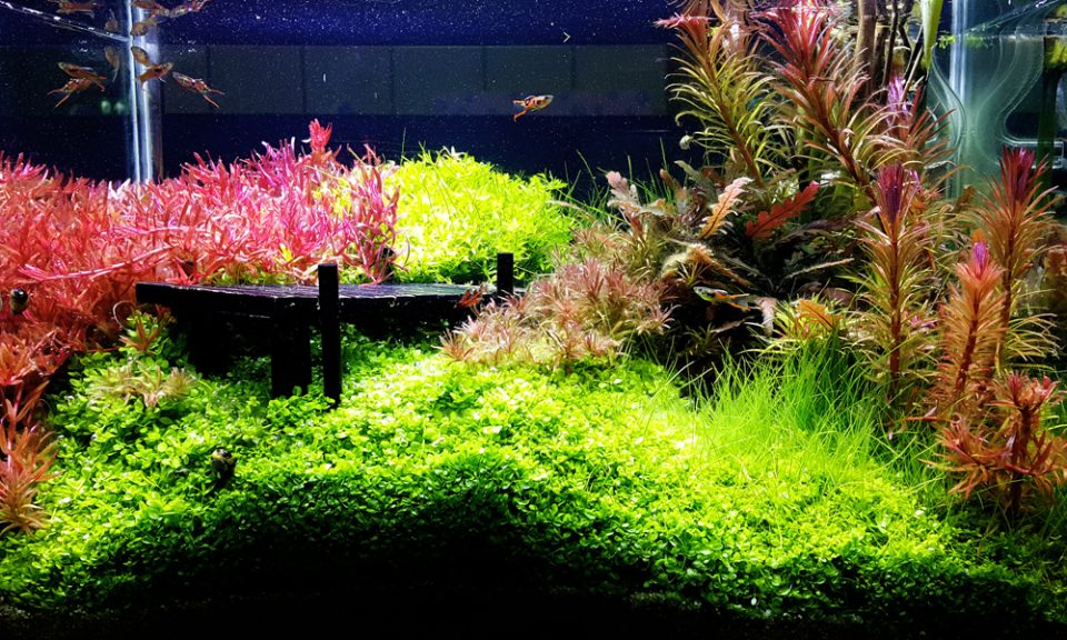 Aquascaping