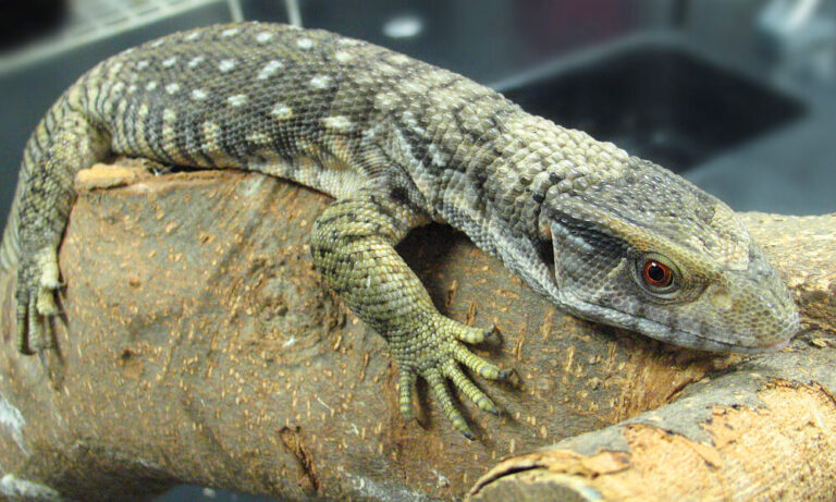 Keeping Reptiles: Debunking Common Misconceptions | The Patient Pet