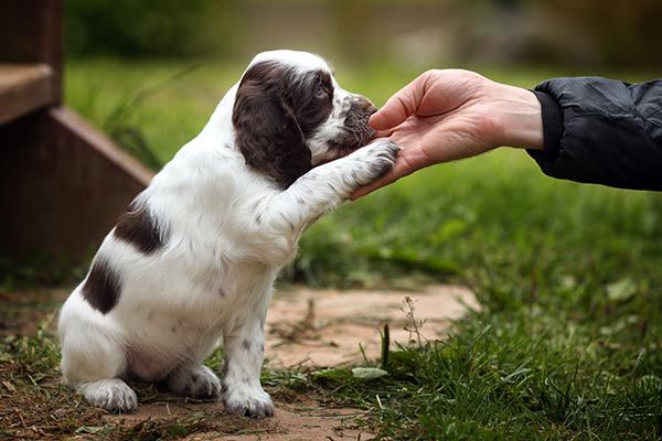 Understanding Pet Behavior