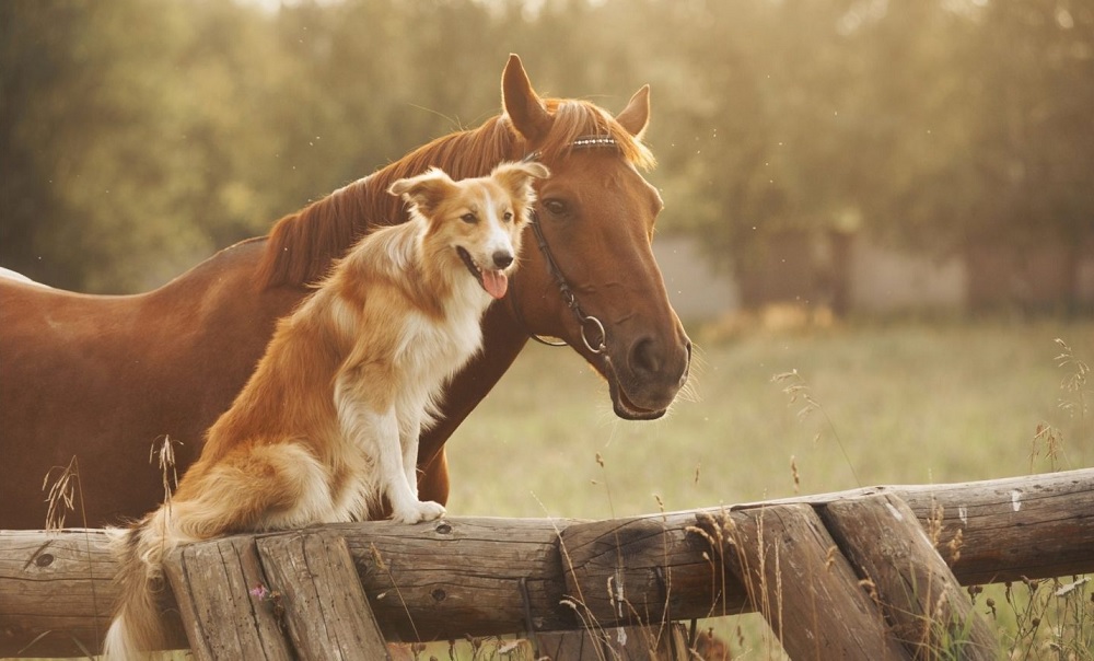 The Working Relationship: Dog Breeds That Assist in Horse Farms