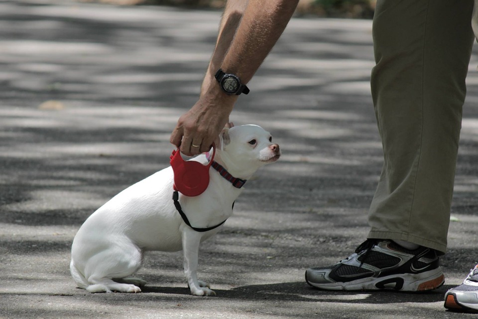 Leash Safety Tips: Prevent Accidents And Ensure Secure And Enjoyable Walks With Your Dog