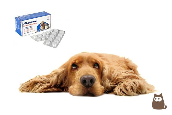 Exploring the Potential: Albendazole for Dogs