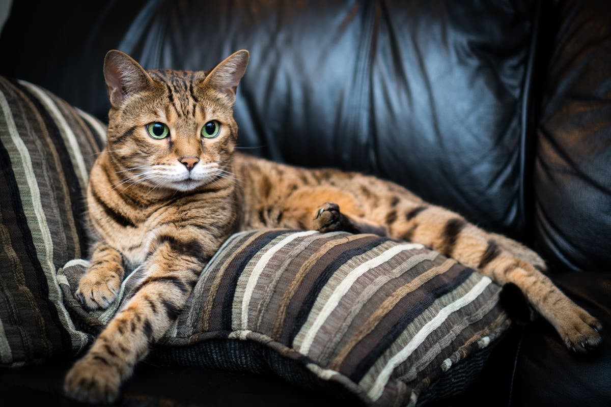 Understanding Bengals: A Handbook for Comforting Your Dynamic Cat Pal