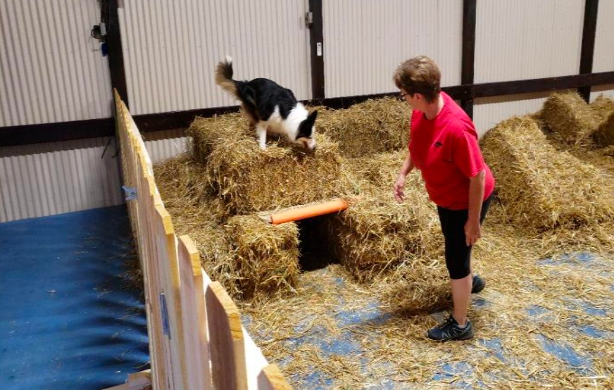 From Barns to Burrows: Unleashing Your Dog’s Instincts in the Thrilling Sport of Barn Hunt
