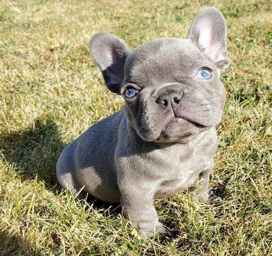 Finding Your Furry Friend: Exploring the World of Frenchie Puppies for Sale