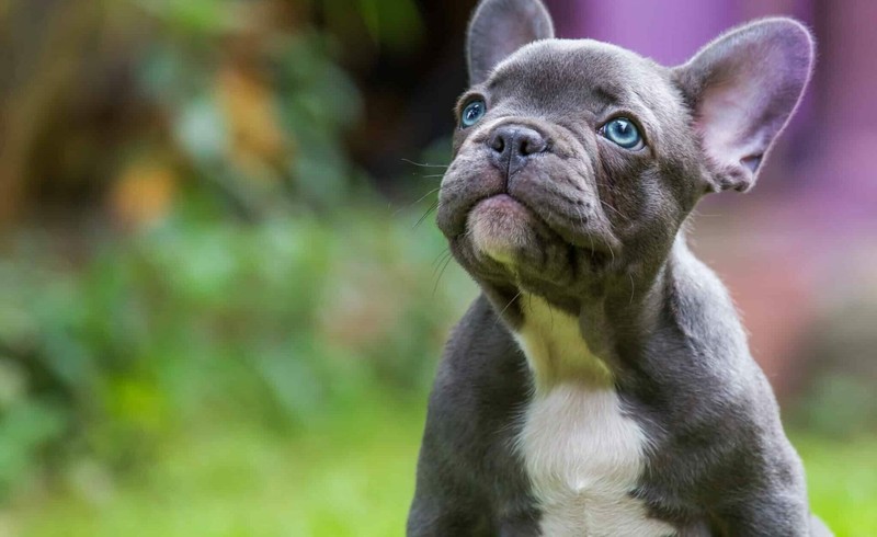 why are female french bulldogs more expensive