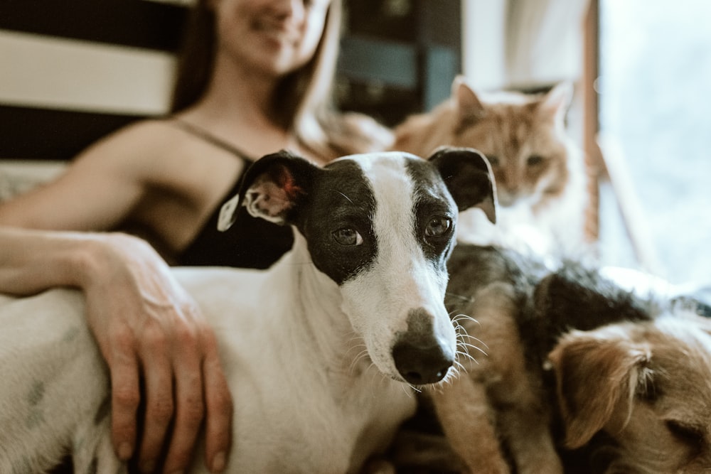 The Essential Online Resource Every South African Pet Owner Needs