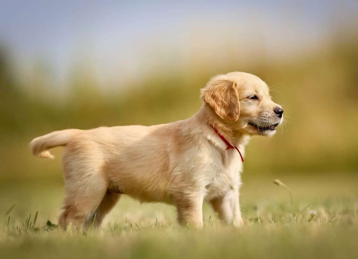 Unveiling the Search: How to Discover Golden Retriever Puppies for Sale