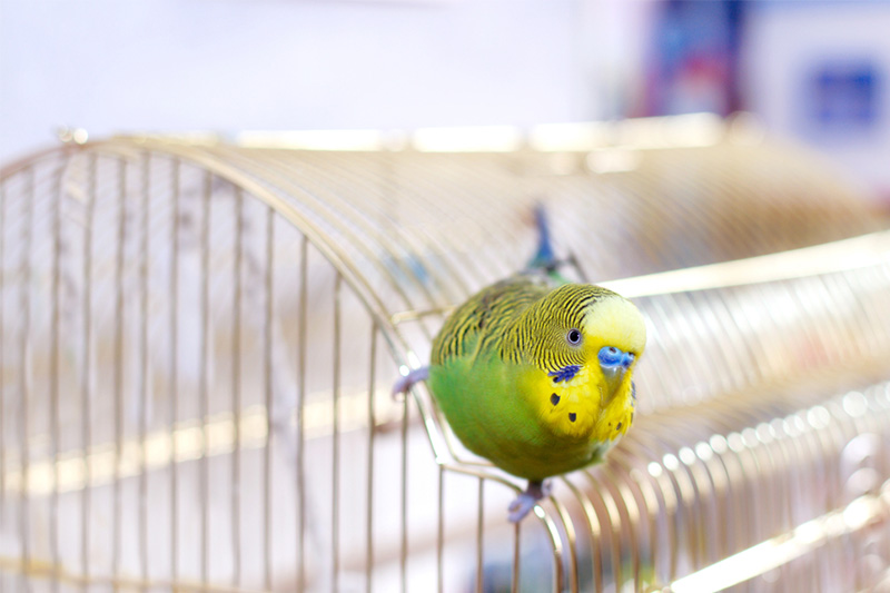 The Secrets to Your Parrot’s Long, Happy Life