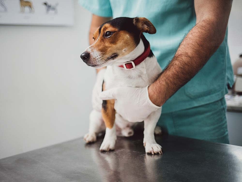 Bloody Diarrhea and the Happy Canine: Why a Vet Visit is Crucial