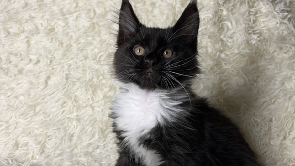The Ultimate Guide to Adopting Maine Coon Kittens in Alaska
