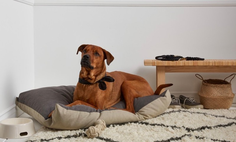 Top Materials for Cozy Dog Blankets