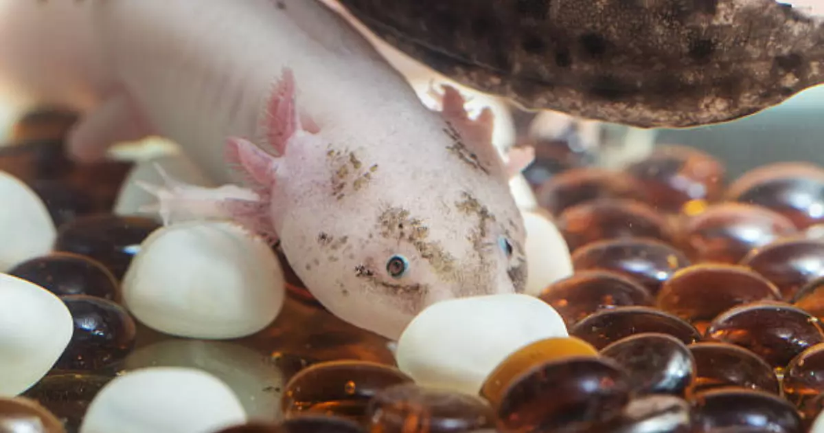 The Lifecycle of an Axolotl With Pictures