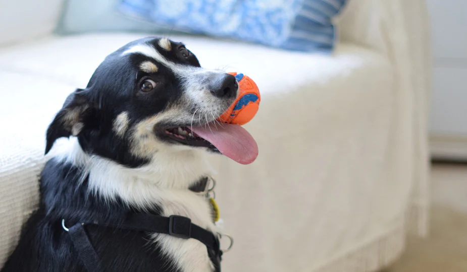 Why Buy Indestructible Dog Toy and How to Choose