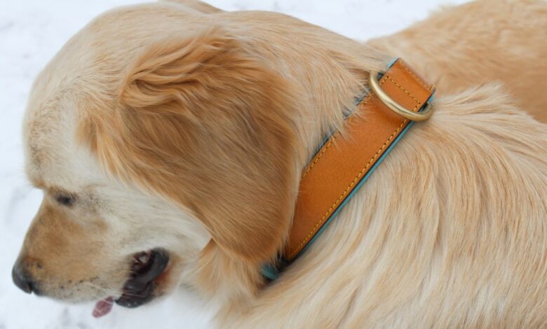 architect dog collar