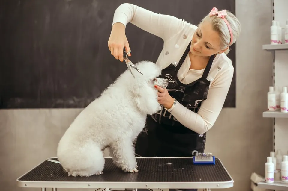 Pampering Paws: The Benefits of Mobile Pet Grooming at Home
