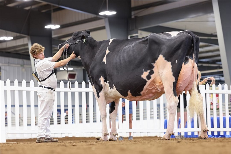 The Importance of Showmanship in Livestock Cow Shows: How to Impress the Judges