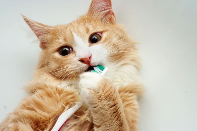 Cat Dental Care: How to Keep Your Feline’s Teeth Clean and Healthy