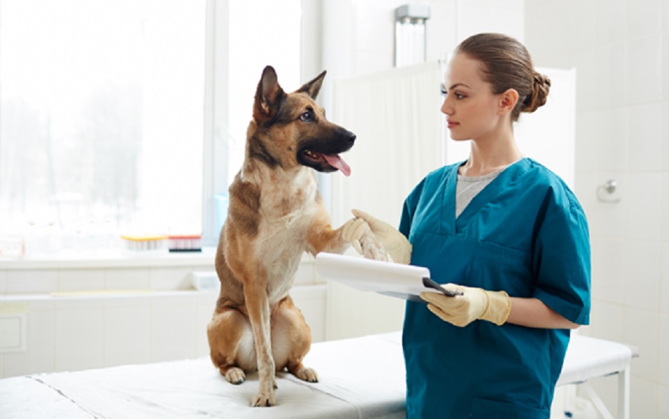 Is a Vet Home Visit the Best Option for Dogs in Singapore?