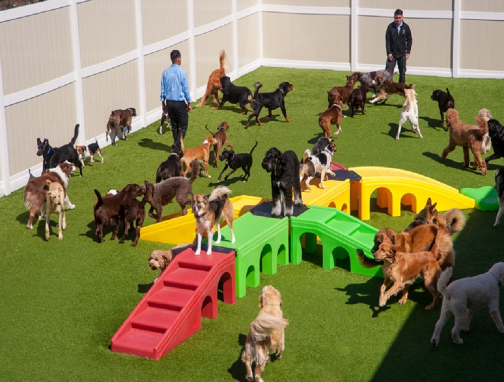 7 Pros and Cons of Starting a Dog Daycare Franchise