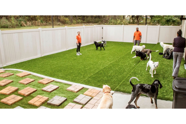 dog daycare franchise