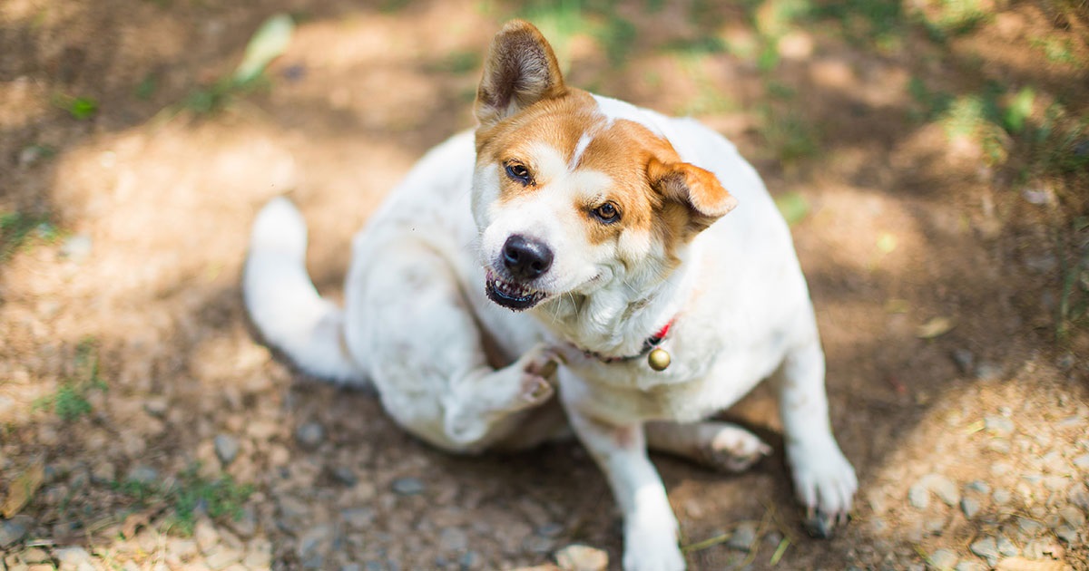 Choosing the Right Anti-Itch Medicine for Your Dog: Vet-Approved Options
