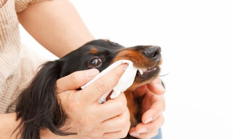 How Often Should You Use Dental Wipes on Your Dog?