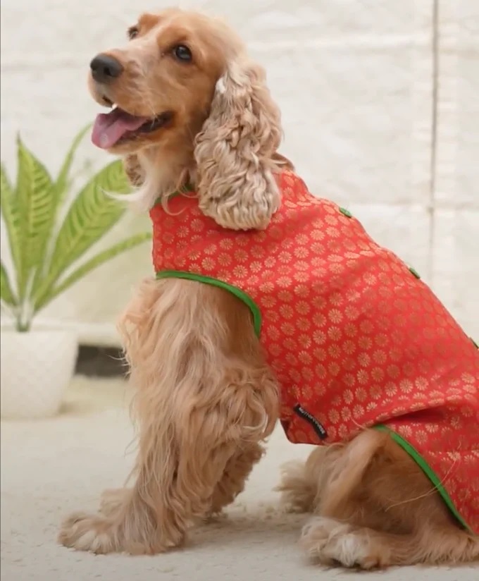 Top 3 Pawgy Pets Ethnic Outfits for Rakhi 2025