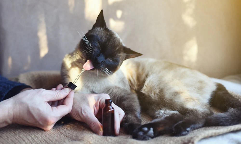 How to Choose the Best CBD Oil for Cats in the UK
