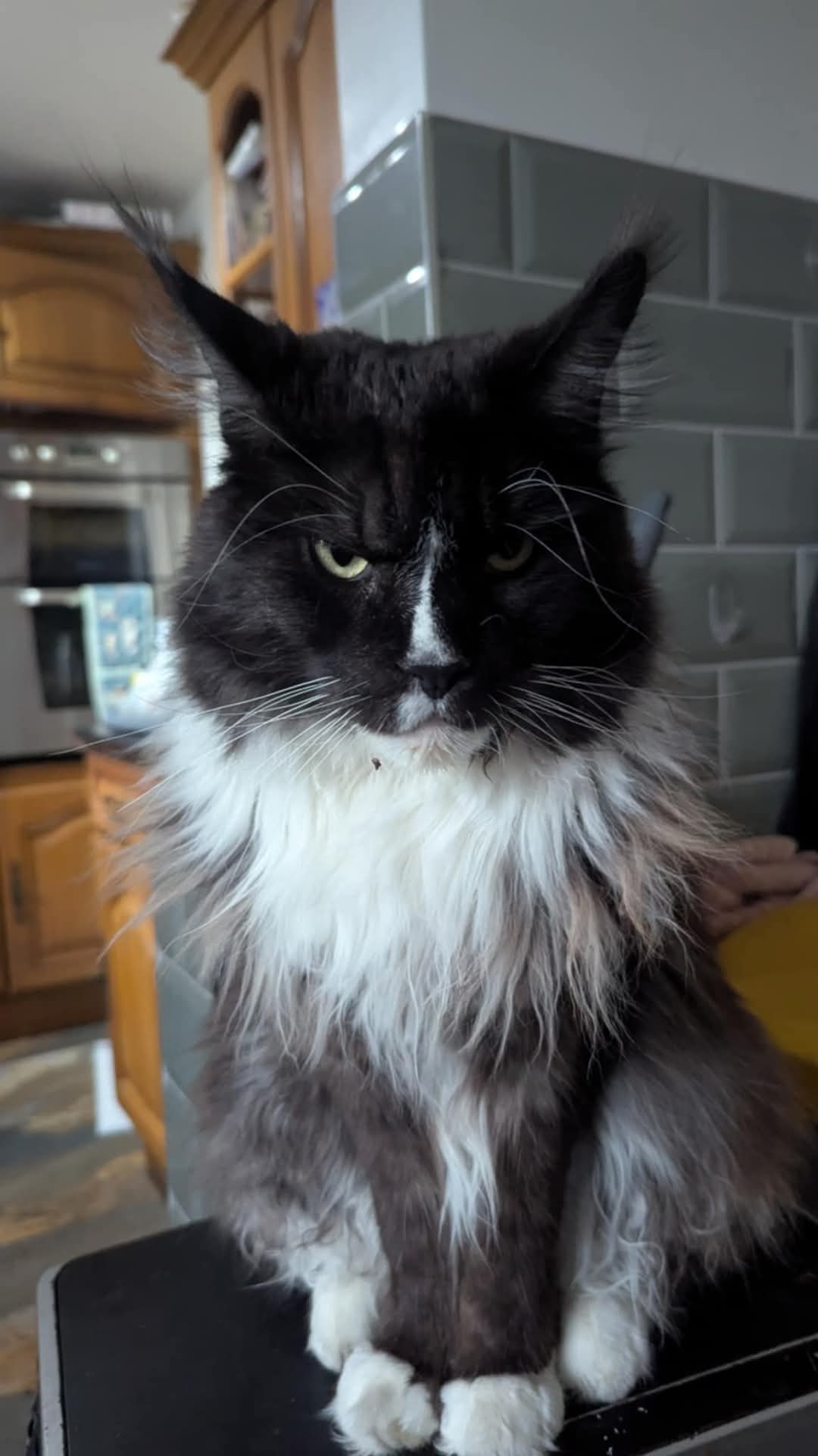 Maine Coon Cats for Sale Online: Comparing Prices, Breeders, and Delivery Options