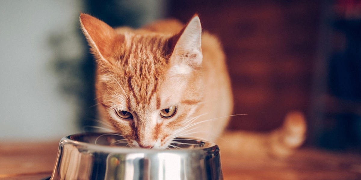 Understanding the Ingredients: How to Read Canned Cat Food Labels