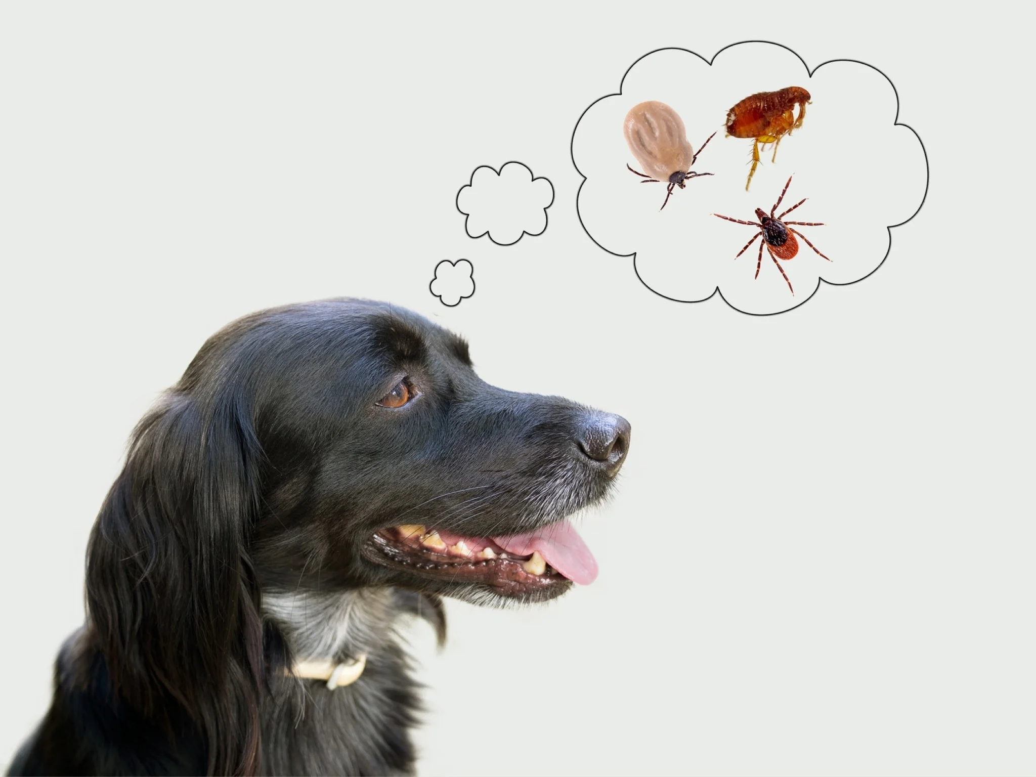 The Truth About Fleas, Ticks, and Heartworm — And How to Prevent Them