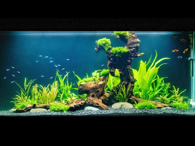 How to Create a Beautiful Tropical Fish Tank: Tips and Ideas