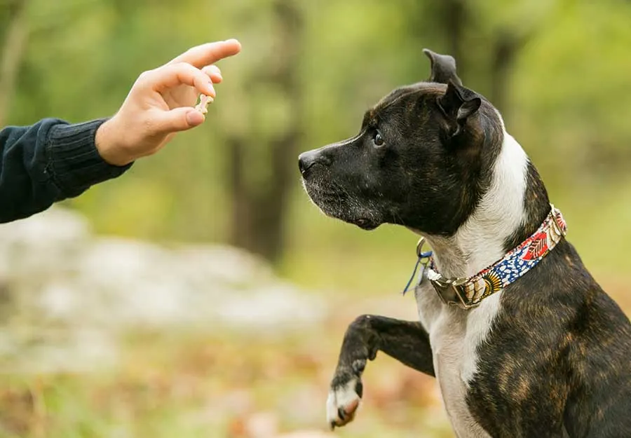 Life Skills Training For Dog Owners: How To Develop Trust With Their Puppies