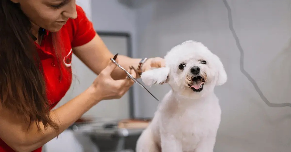 Transform Your Event Space: The Growing Demand for Pet Grooming Serangoon Services