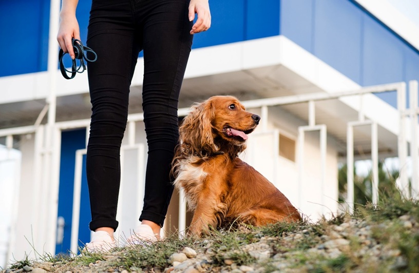 How Dog Boarding Keeps Your Pet Safe and Happy
