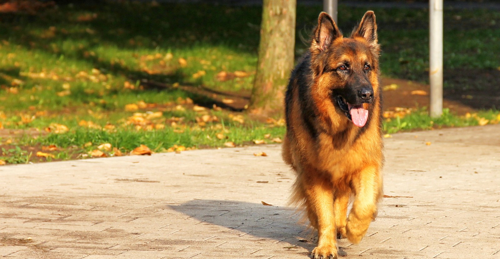 Four Reasons Why an DDR German Shepherd is a Good Choice for a Home Deterrent Dog