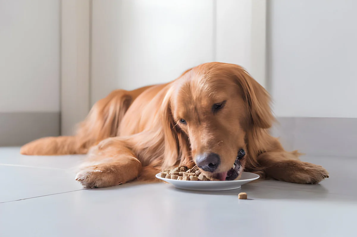 Royal Canin: The Science of Targeted Pet Nutrition