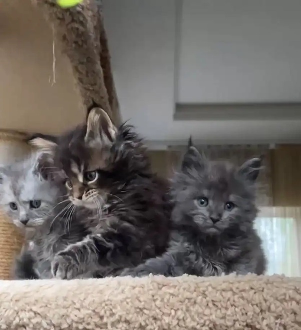 Ethical Breeding Builds Healthy, Happy Cats with Trust, Care, and Compassion