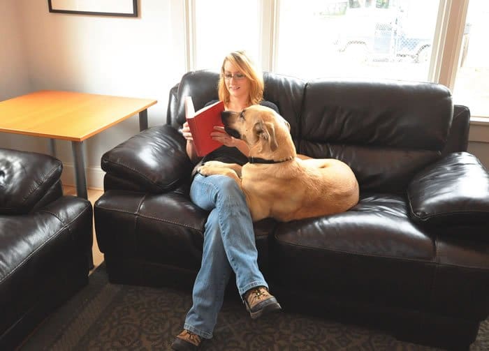 Choosing a dog space that feels right not forced